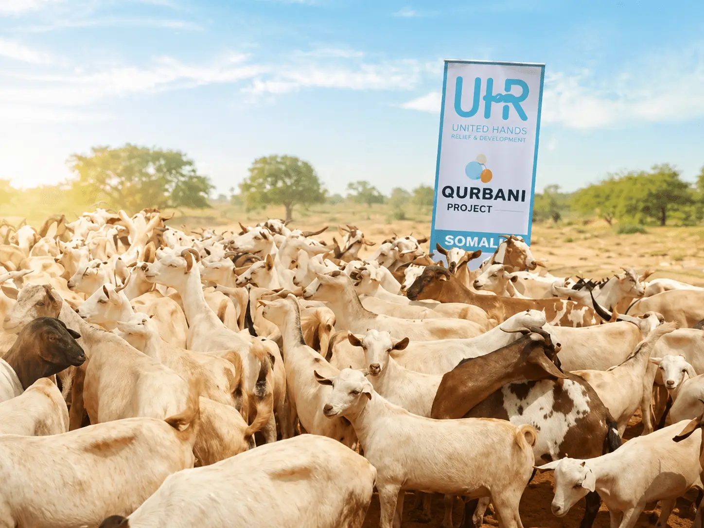 Qurbani Area
